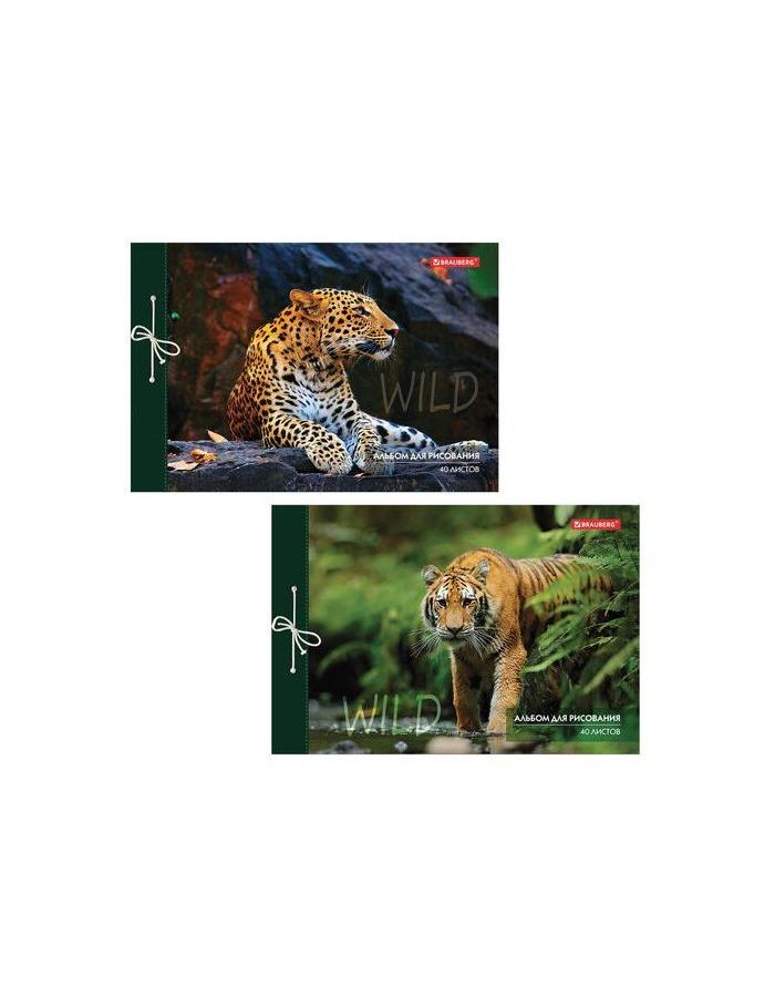 Альбом для рисования А4 40 л., на завязках, обложка картон, BRAUBERG, 200х285 мм, "Дикие кошки" (2 вида), 105615 (10 шт.)
Альбом для рисования А4 40 л., на завязках, обложка картон, BRAUBERG, 200х285 мм, "Дикие кошки" (2 вида), 105615 (10 шт.)