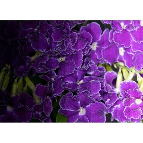 Вспышка для макросъемки Godox ML-150II кольцевая - фото 10