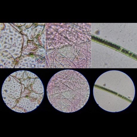 Микроскоп школьный Эврика SMART 40х-1280х в текстильном кейсе - фото 14