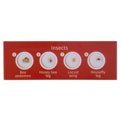 Набор микропрепаратов Levenhuk LabZZ CP24, существа и растения - фото 3