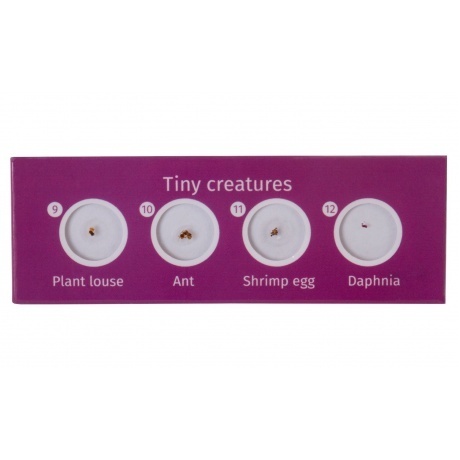 Набор микропрепаратов Levenhuk LabZZ CP24, существа и растения - фото 4