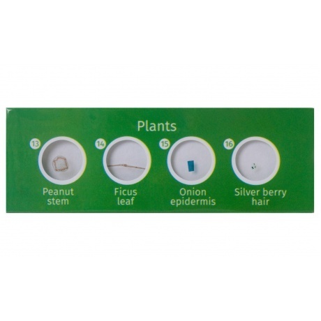 Набор микропрепаратов Levenhuk LabZZ CP24, существа и растения - фото 5