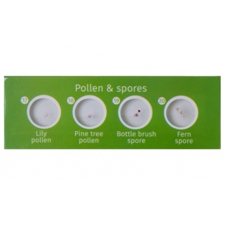 Набор микропрепаратов Levenhuk LabZZ CP24, существа и растения - фото 6