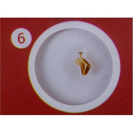 Набор микропрепаратов Levenhuk LabZZ CP24, существа и растения - фото 8