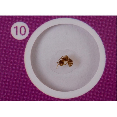 Набор микропрепаратов Levenhuk LabZZ CP24, существа и растения - фото 9