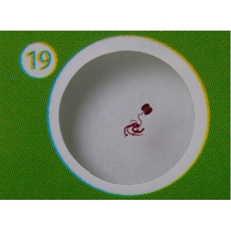 Набор микропрепаратов Levenhuk LabZZ CP24, существа и растения - фото 10