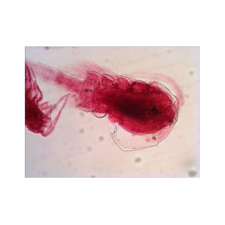 Набор готовых микропрепаратов Levenhuk N38 NG - фото 2