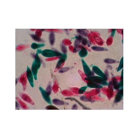 Набор готовых микропрепаратов Levenhuk N38 NG - фото 11