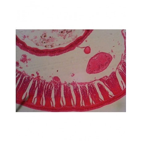 Набор готовых микропрепаратов Levenhuk N38 NG - фото 12