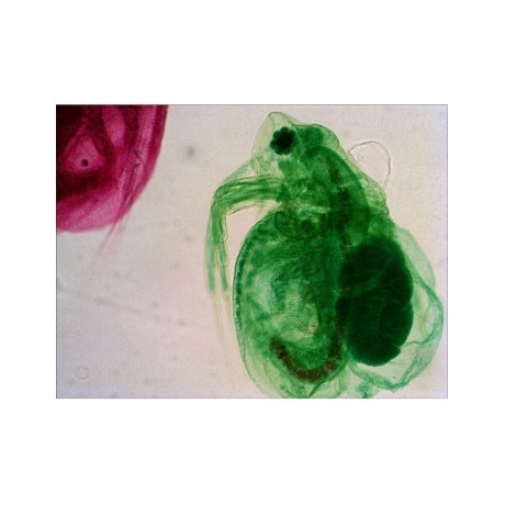 Набор готовых микропрепаратов Levenhuk N38 NG - фото 13