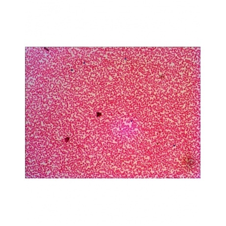 Набор готовых микропрепаратов Levenhuk N38 NG - фото 14