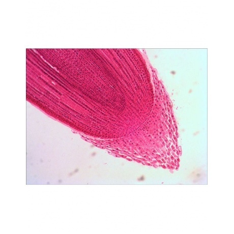 Набор готовых микропрепаратов Levenhuk N38 NG - фото 3