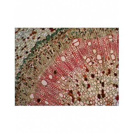 Набор готовых микропрепаратов Levenhuk N38 NG - фото 4