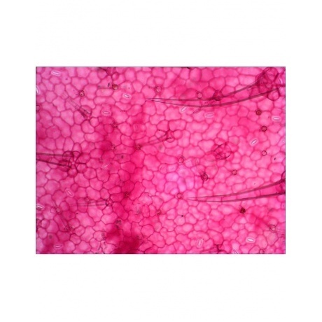 Набор готовых микропрепаратов Levenhuk N38 NG - фото 6