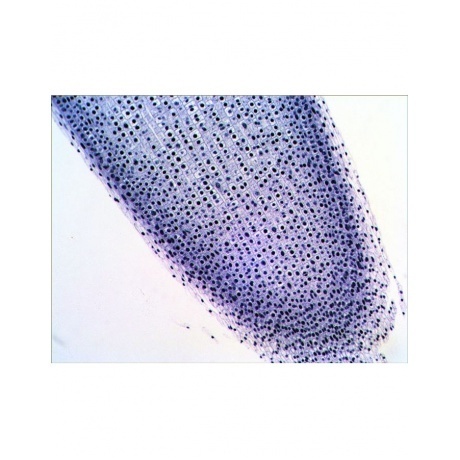 Набор готовых микропрепаратов Levenhuk N38 NG - фото 7