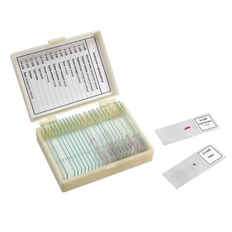 

Набор препаратов Микромед "Анатомия и физиология" (14 обр.)