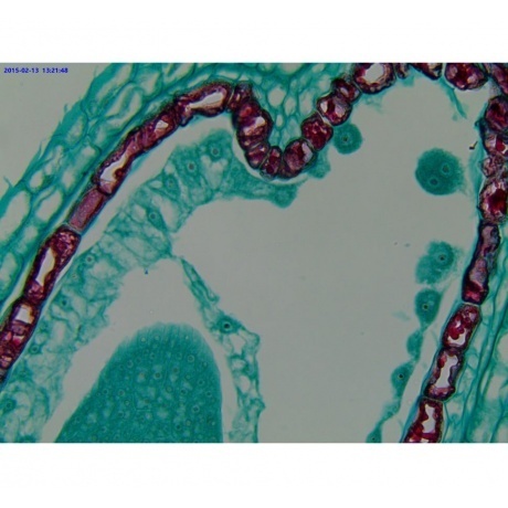 Видеоокуляр ToupCam UCMOS05100KPA - фото 8