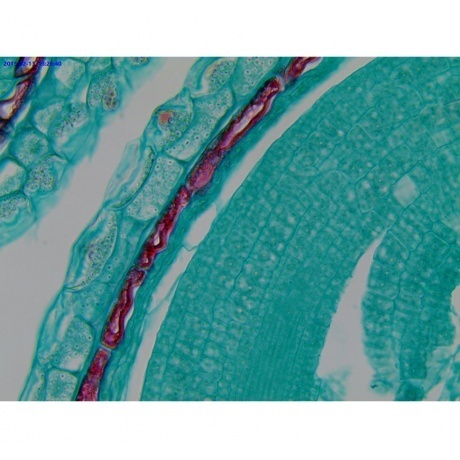 Видеоокуляр ToupCam UCMOS05100KPA - фото 9