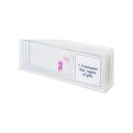 Набор микропрепаратов Levenhuk Discovery Prof DPS 5. «Амфибия» - фото 4