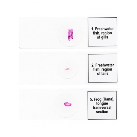 Набор микропрепаратов Levenhuk Discovery Prof DPS 5. «Амфибия» - фото 6