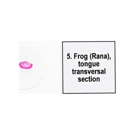 Набор микропрепаратов Levenhuk Discovery Prof DPS 5. «Амфибия» - фото 8