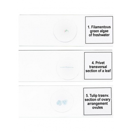 Набор микропрепаратов Levenhuk Discovery Prof DPS 5. «Биология» - фото 6