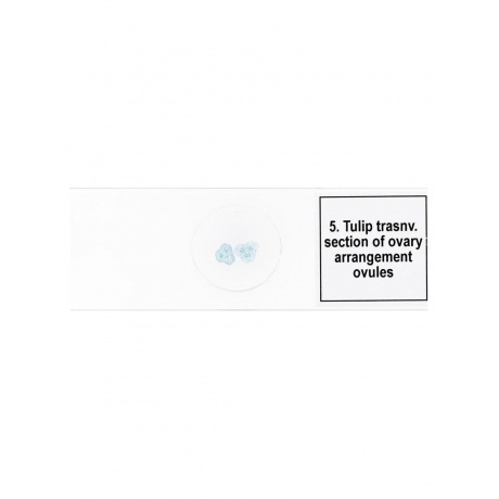 Набор микропрепаратов Levenhuk Discovery Prof DPS 5. «Биология» - фото 8