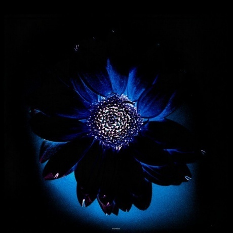 Rammstein - Herzeleid (0602527296630) виниловая пластинка - фото 13