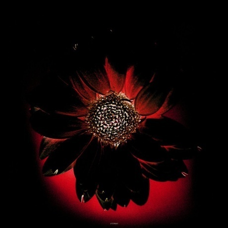 Rammstein - Herzeleid (0602527296630) виниловая пластинка - фото 15