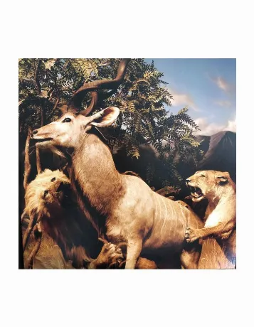 Interpol, Our Love To Admire (0191401150415) виниловая пластинка