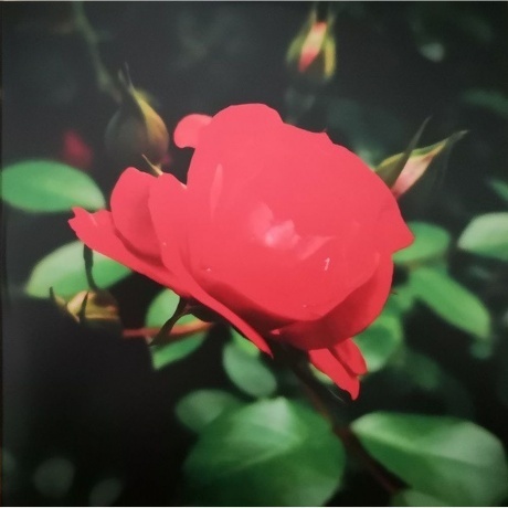 John Grant - Queen Of Denmark (coloured) (5400863033996) виниловая пластинка - фото 4