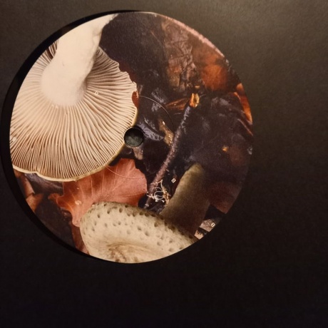 Polygonia; Popp - Candid (4251804142649) виниловая пластинка - фото 4