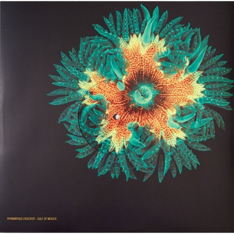 Animal Collective - Tangerine Reef (0887828043019) виниловая пластинка - фото 5