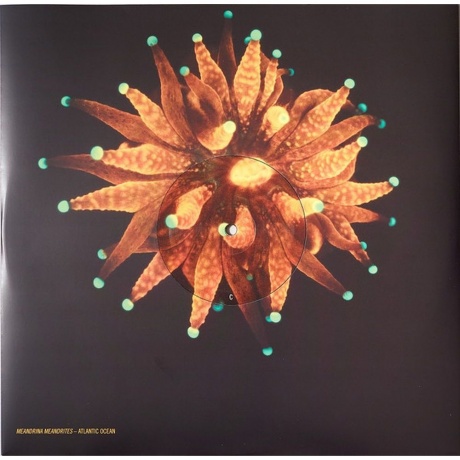 Animal Collective - Tangerine Reef (0887828043019) виниловая пластинка - фото 6