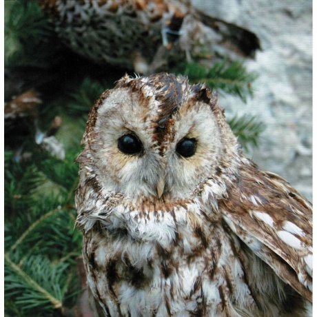 Hildur Gudnadottir - Where To From (Coloured) (0028948631117) виниловая пластинка - фото 12