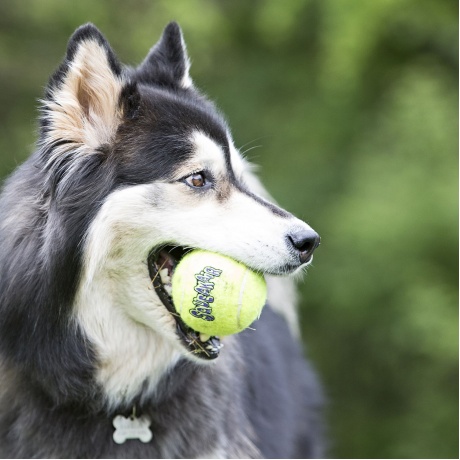 Kong игрушка для собак Air Теннисный мяч с канатом средний - фото 2