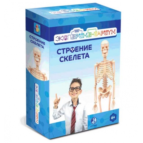 Набор 1Toy Экспериментариум "Строение скелета" - фото 2