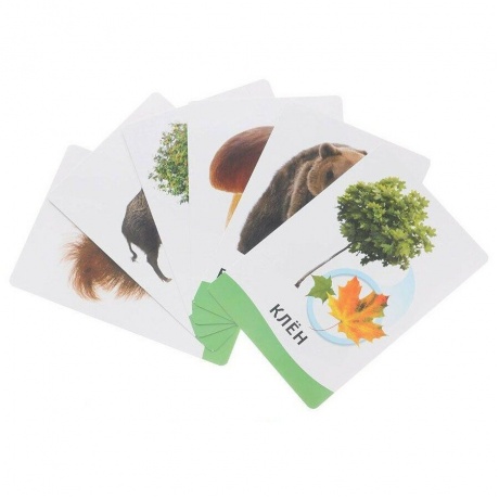 Развивающие карточки Росмэн В лесу арт.20992 /60 - фото 4