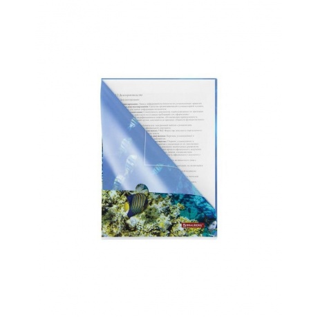 228042, (цена за 24 шт.) Папка-уголок BRAUBERG SEA WORLD, А4, 150 мкм, цветная печать - фото 3