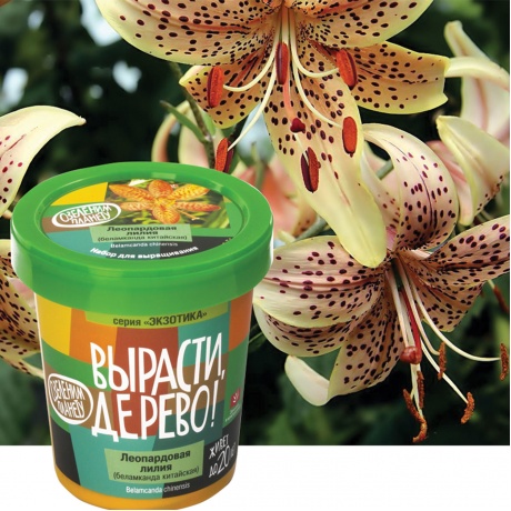 Набор для выращивания растений ВЫРАСТИ ДЕРЕВО! Леопардовая лилия (банка, грунт, семена), zk-054 - фото 3