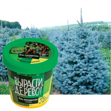 Набор для выращивания растений ВЫРАСТИ ДЕРЕВО! Ель канадская голубая (банка, грунт, семена), zk-048 - фото 3