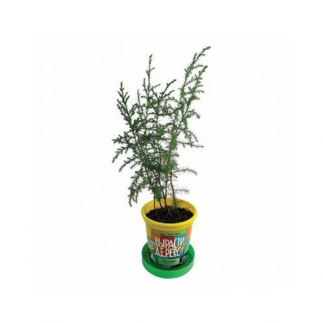 Набор для выращивания растений Вырасти Дерево! zk-056 Кипарис Аризонский - фото 3